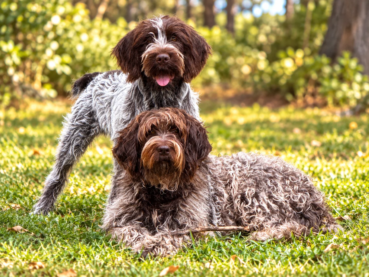 Two happy dogs relaxing together in a sunny green garden